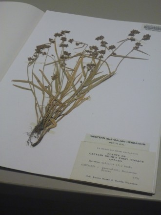 A sample of Fuirena ciliaris collected during Captain Cook’s First Voyage (1768-1772) by Joseph Banks