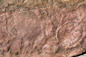 Dickinsonia - an iconic fossil of the Ediacaran biota